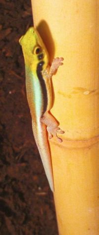 Phelsuma klemmeri