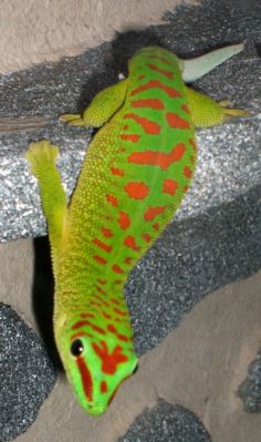 Phelsuma grandis