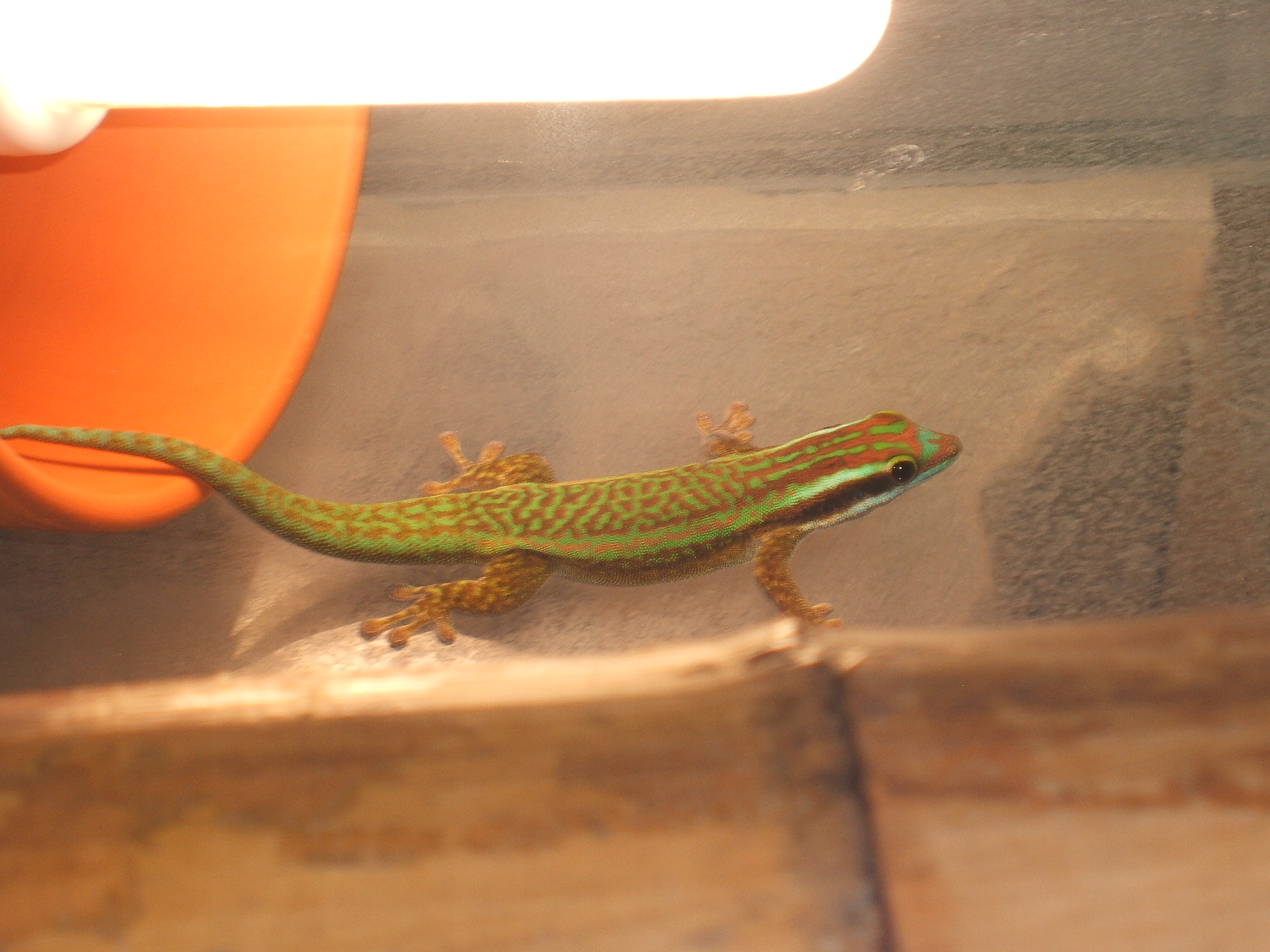 Phelsuma inexpectata