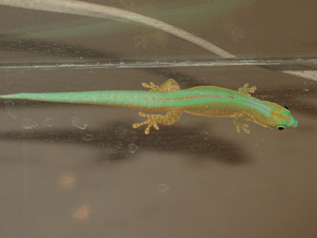 Phelsuma robertmertensi
