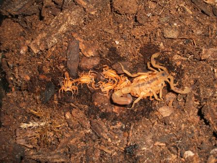 Tytius stigmurus